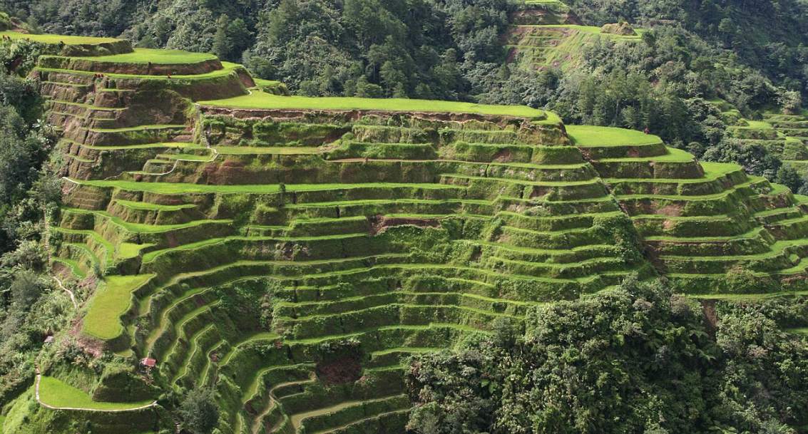 The terraces at Batad in full green, curved tiers cut into the hillside below standing forest