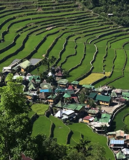 Dense green terraces stepping down to the houses of Batad village, seen from the path above