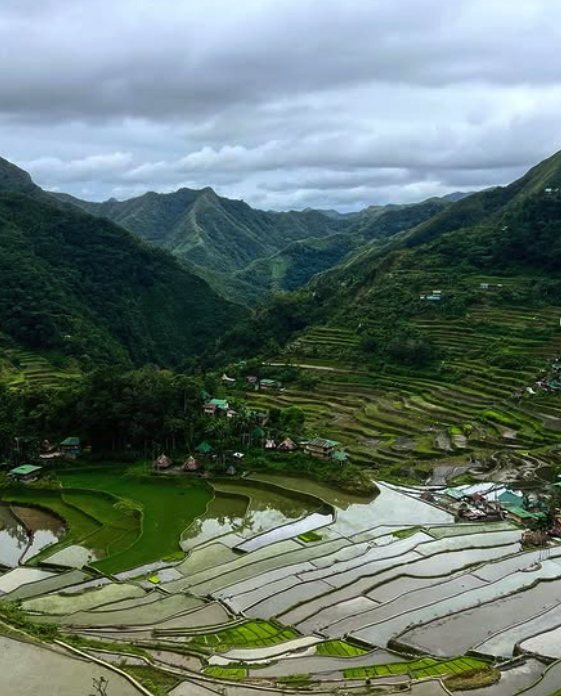 Green, Gold or Mirror: When to Walk the Banaue Rice Terraces