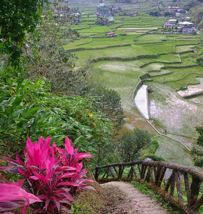 Stone steps and a rough timber handrail dropping into the terraces, with red ti plants in the foreground