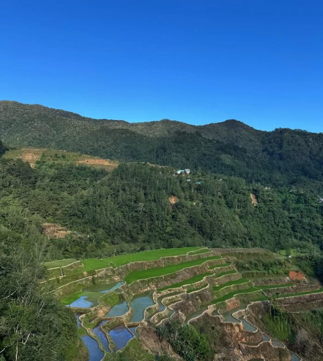 Water channels feeding terraces below a forested ridge under a clear blue sky