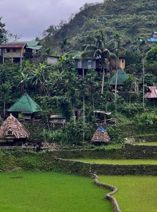 Thatched Ifugao houses raised on posts on the slope above a green terrace